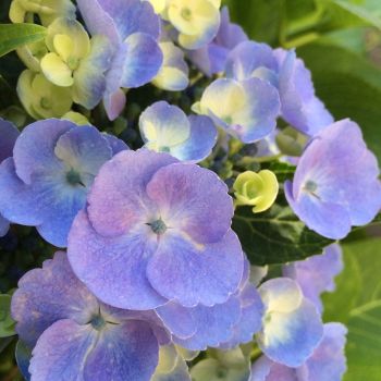 Bloemen