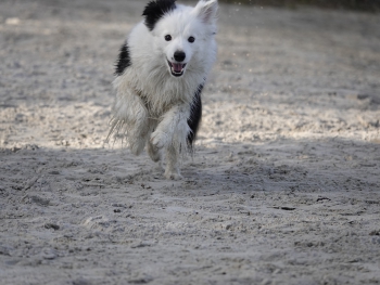 Honden